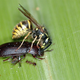 Image for article titled Wasps are bastards
